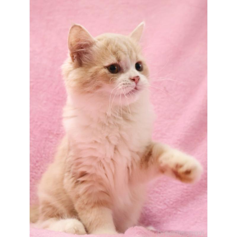 販売中の神奈川県のサイベリアン-127869の3枚目