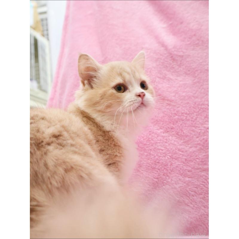 販売中の神奈川県のサイベリアン-127869の2枚目