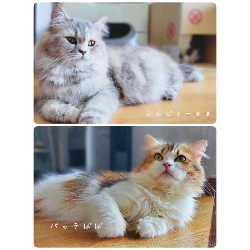 販売中の神奈川県のサイベリアン-128651の10枚目