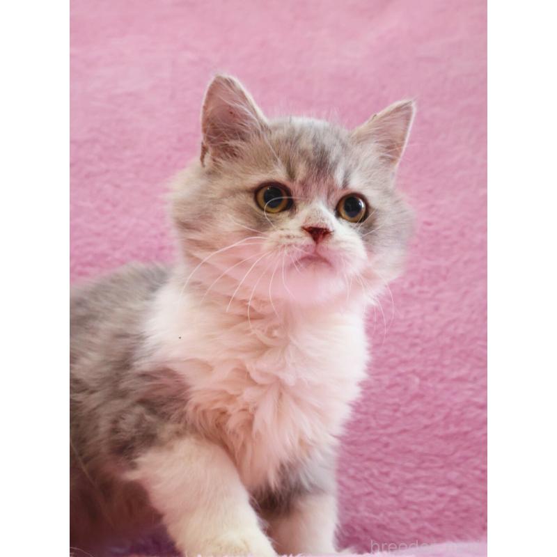 販売中の神奈川県のサイベリアン-128651の9枚目