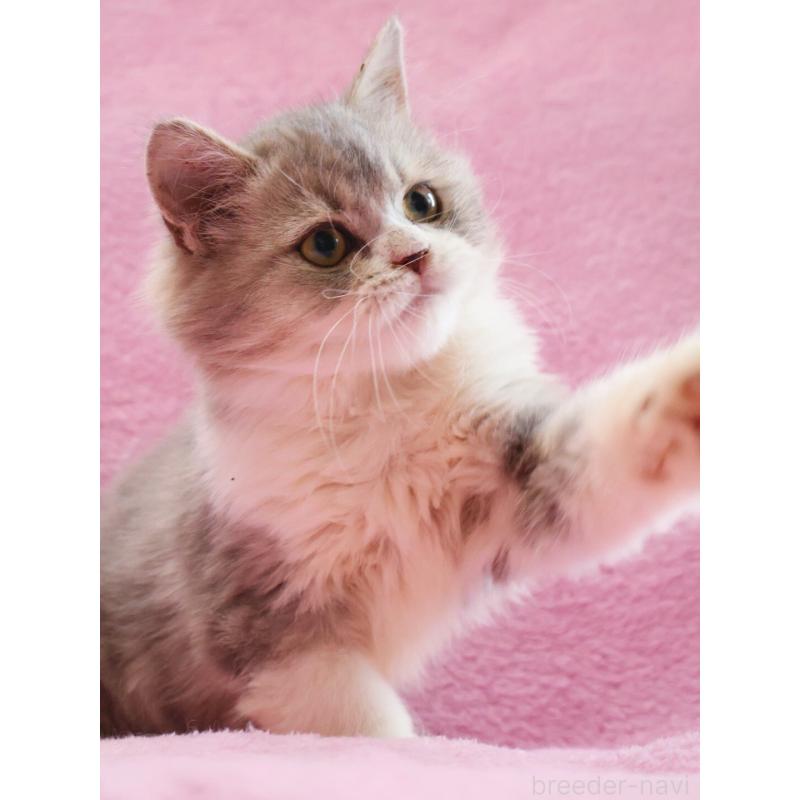 販売中の神奈川県のサイベリアン-128651の8枚目