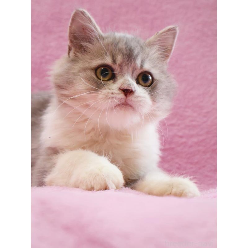 販売中の神奈川県のサイベリアン-128651の7枚目