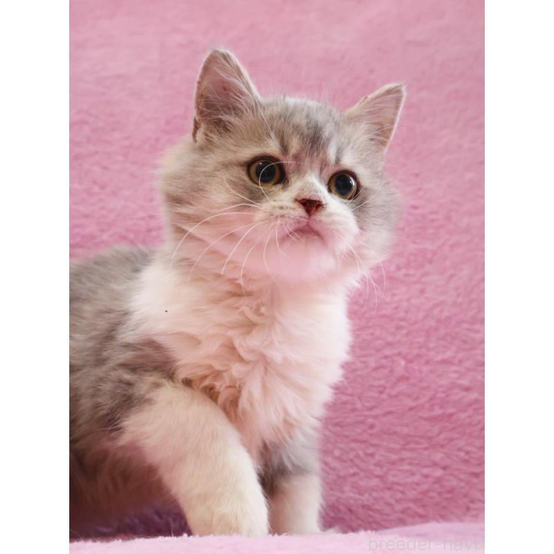 販売中の神奈川県のサイベリアン-128651の6枚目