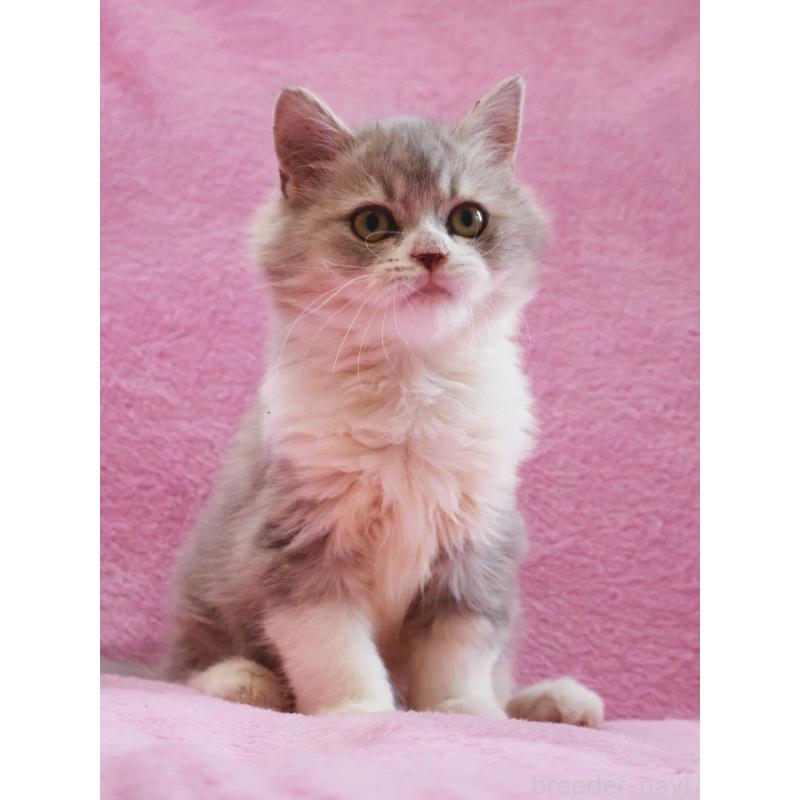 販売中の神奈川県のサイベリアン-128651の5枚目