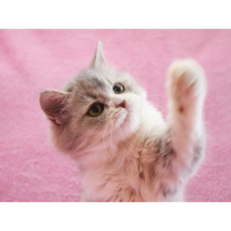 販売中の神奈川県のサイベリアン-128651の4枚目