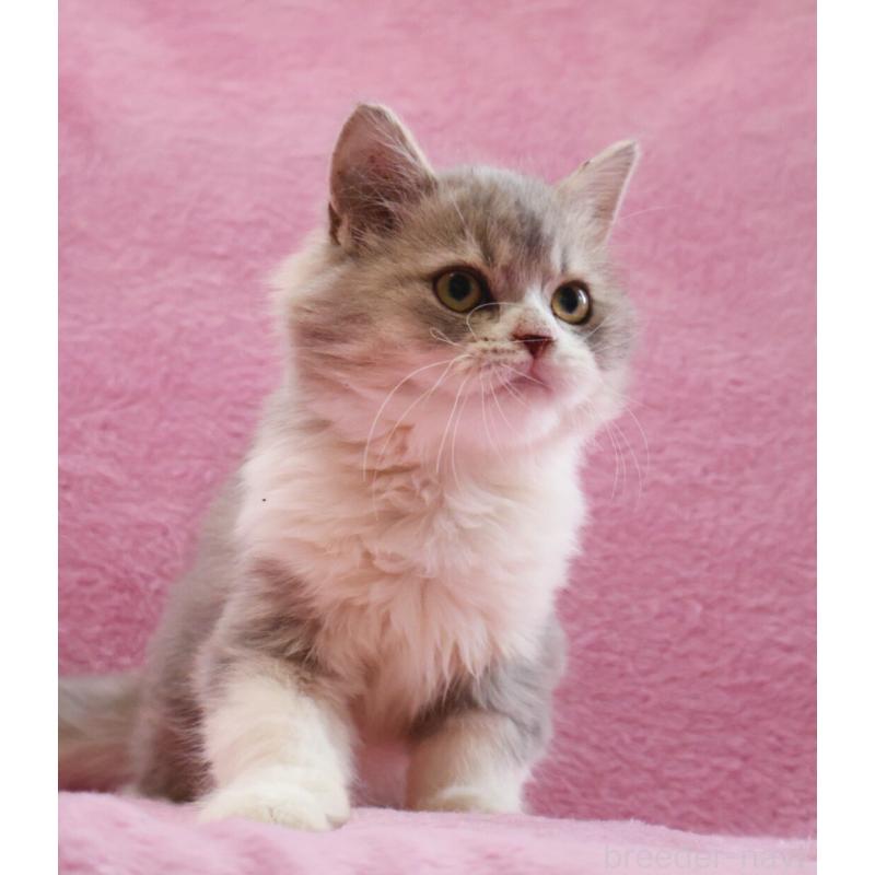 販売中の神奈川県のサイベリアン-128651の3枚目