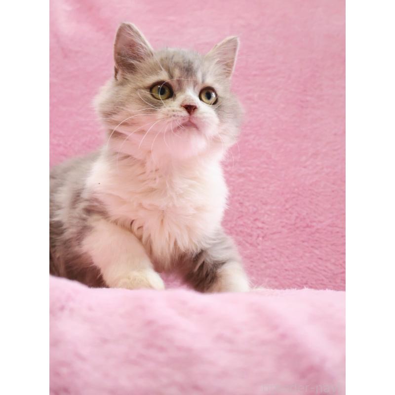 販売中の神奈川県のサイベリアン-128651の2枚目