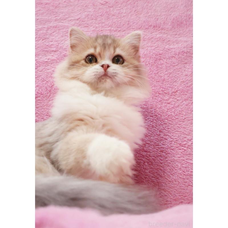 販売中の神奈川県のサイベリアン-126695の12枚目