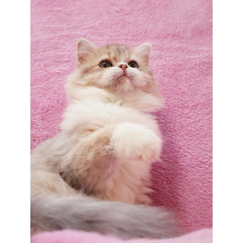 販売中の神奈川県のサイベリアン-126695の11枚目