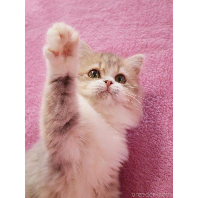 販売中の神奈川県のサイベリアン-126695の10枚目