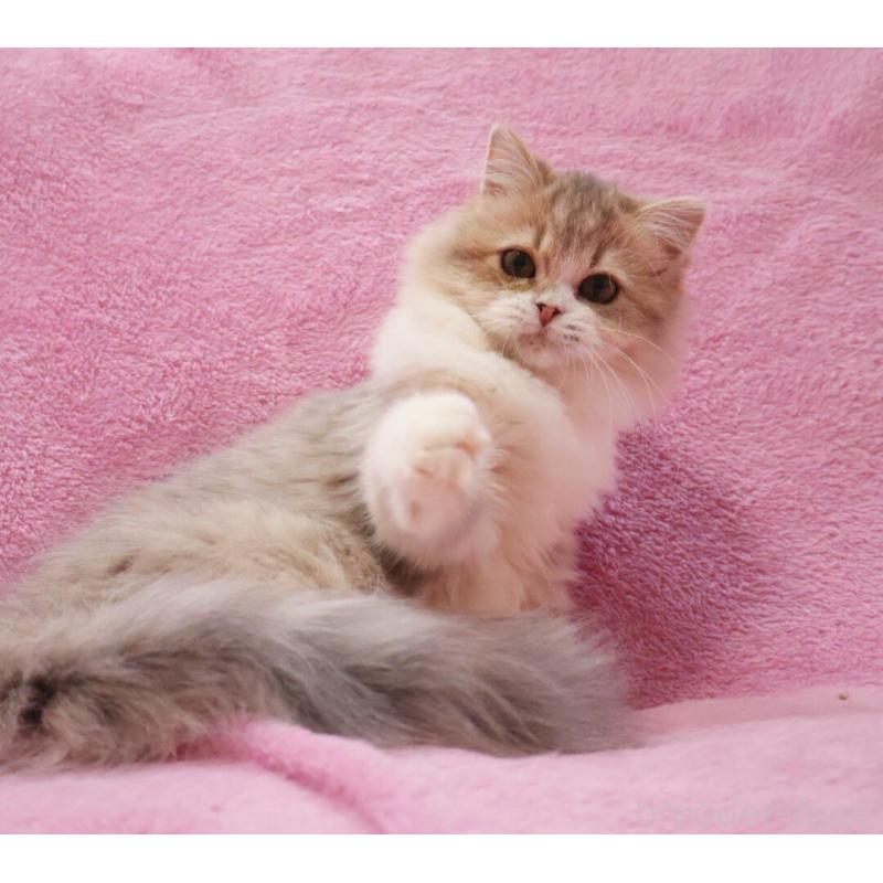 販売中の神奈川県のサイベリアン-126695の9枚目