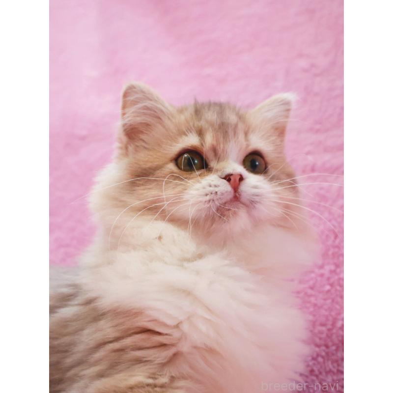 販売中の神奈川県のサイベリアン-126695の7枚目