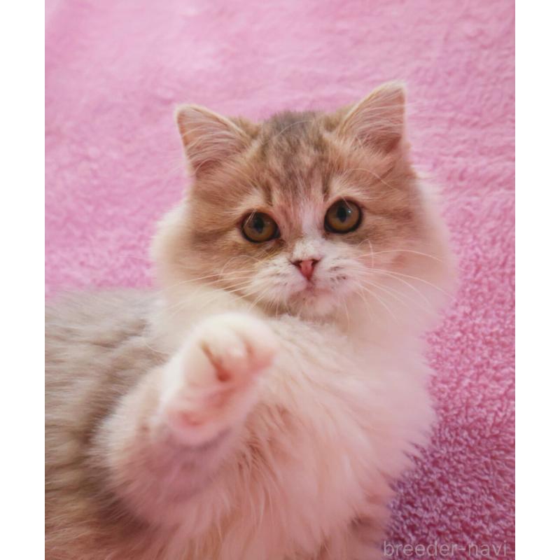 販売中の神奈川県のサイベリアン-126695の6枚目