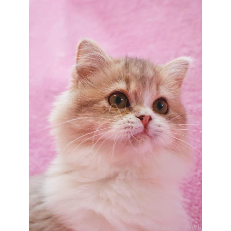 販売中の神奈川県のサイベリアン-126695の5枚目