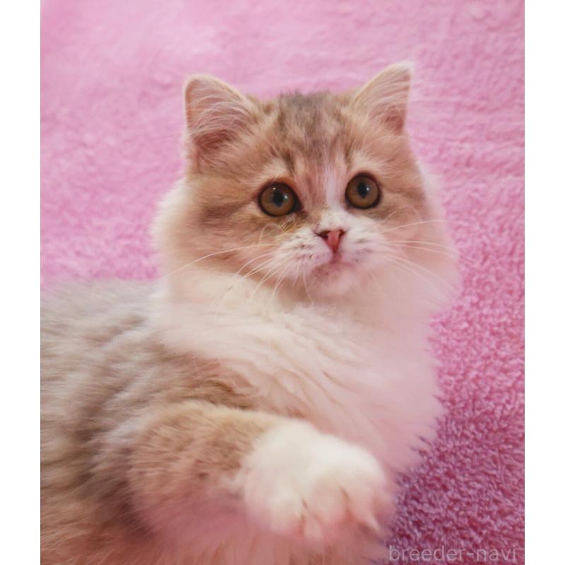 販売中の神奈川県のサイベリアン-126695の4枚目