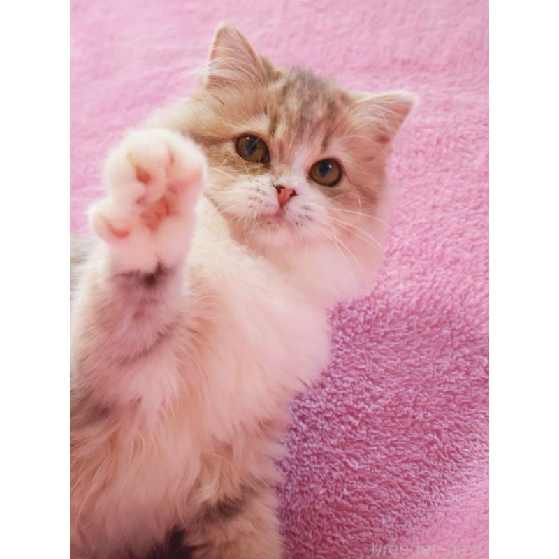 販売中の神奈川県のサイベリアン-126695の3枚目