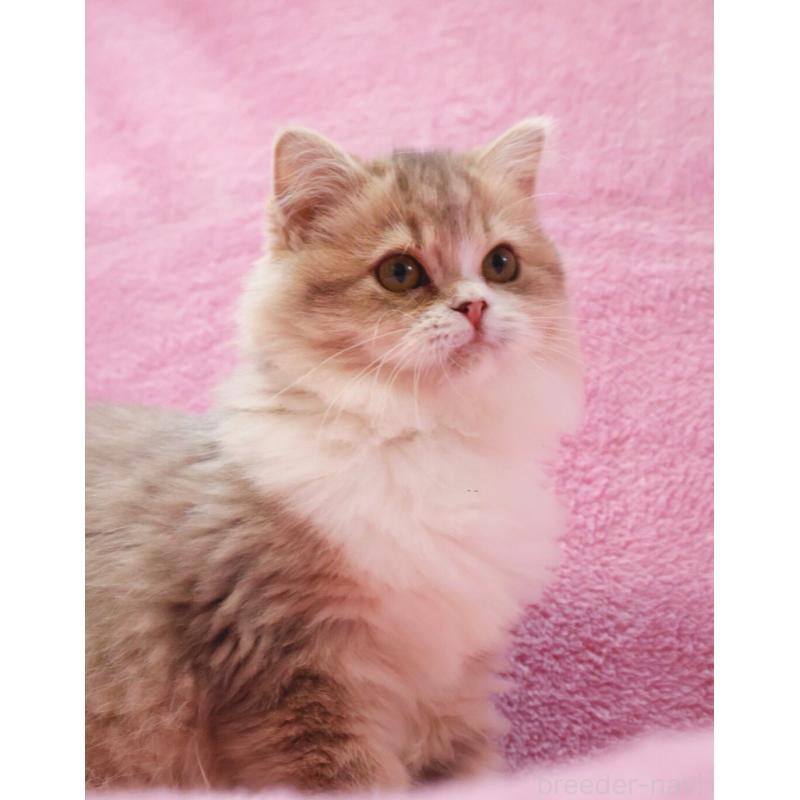 販売中の神奈川県のサイベリアン-126695の2枚目