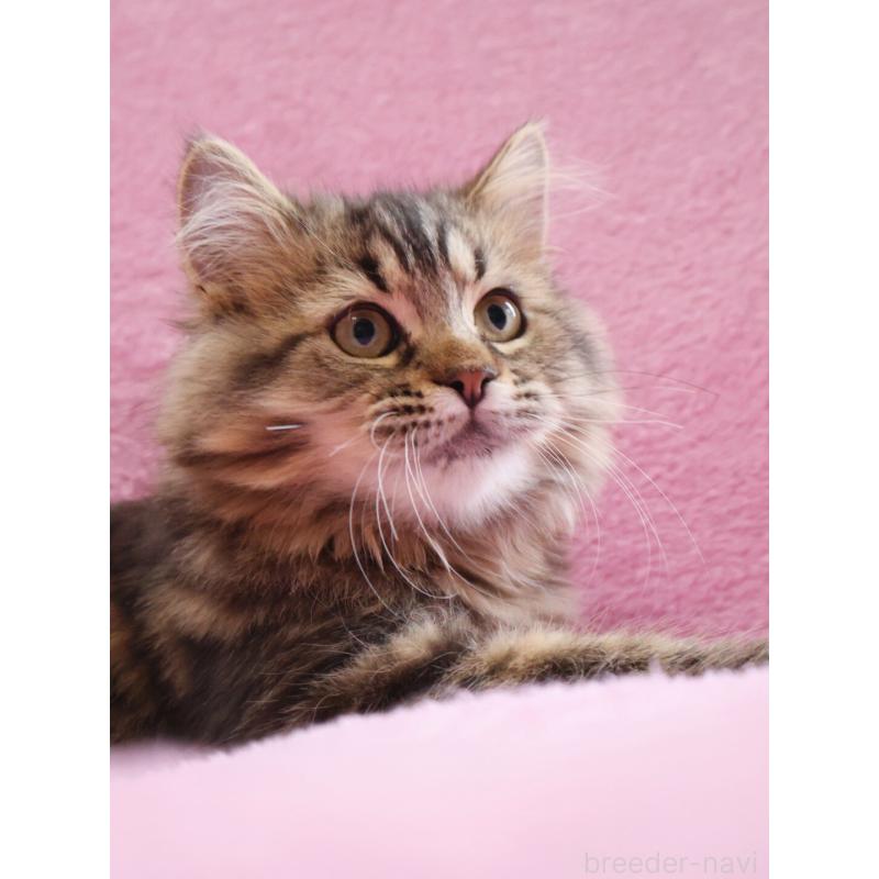 販売中の神奈川県のサイベリアン-124732の10枚目