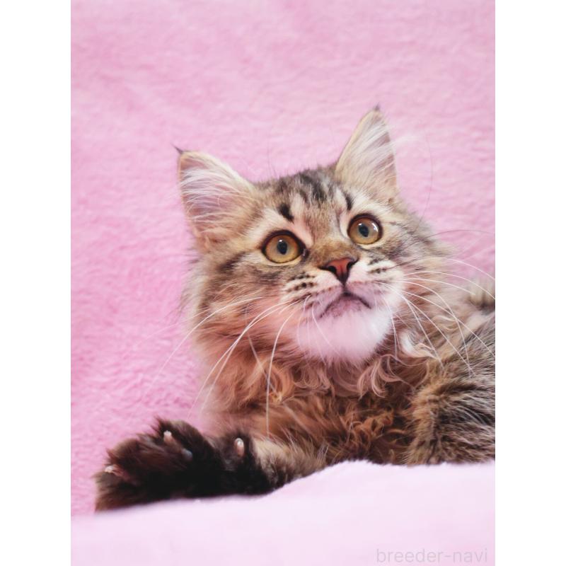 販売中の神奈川県のサイベリアン-124732の9枚目