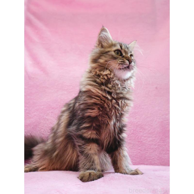 販売中の神奈川県のサイベリアン-124732の6枚目