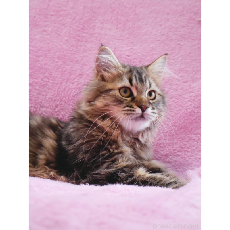 販売中の神奈川県のサイベリアン-124732の5枚目