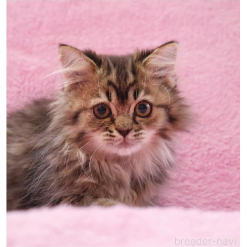 販売中の神奈川県のサイベリアン-128768の4枚目