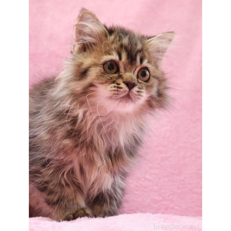 販売中の神奈川県のサイベリアン-128768の3枚目