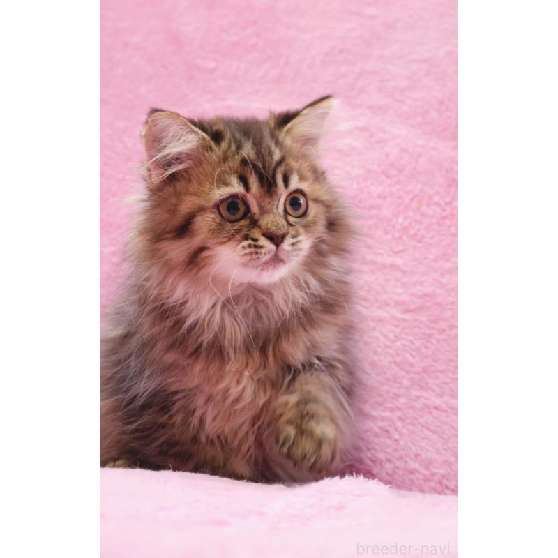 販売中の神奈川県のサイベリアン-128768の2枚目