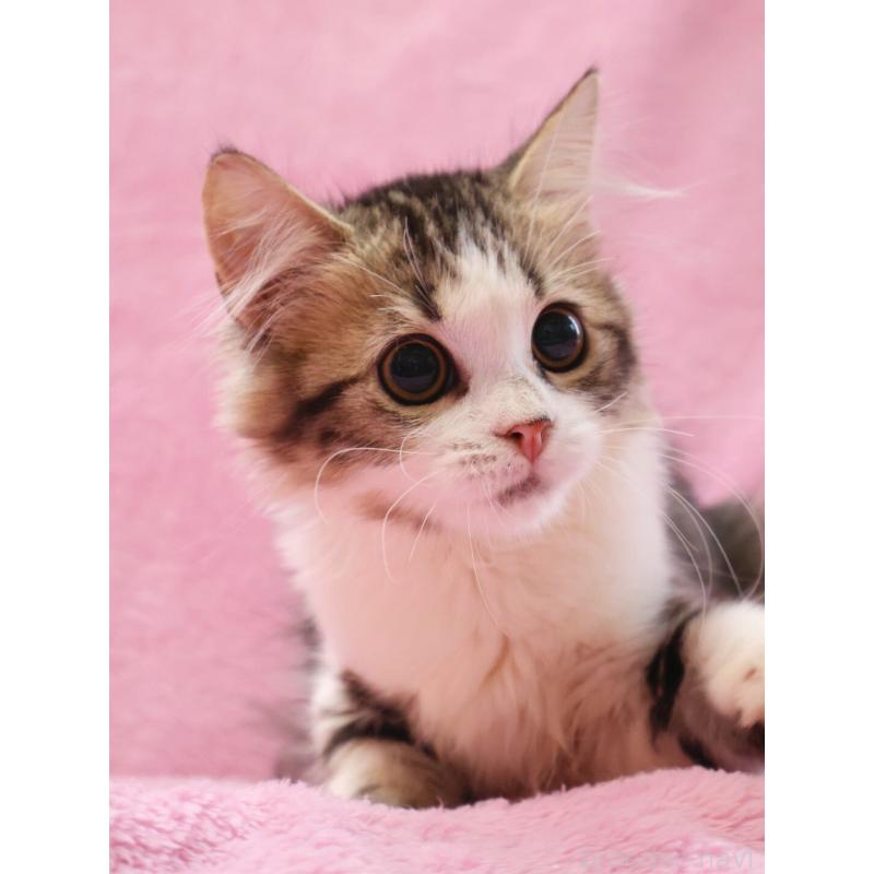 販売中の神奈川県のサイベリアン-128769の7枚目