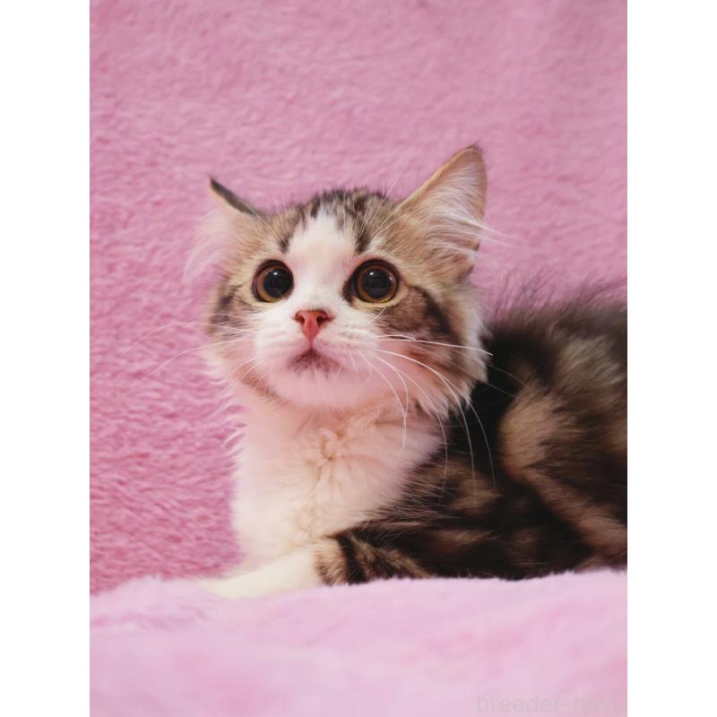 販売中の神奈川県のサイベリアン-128769の5枚目