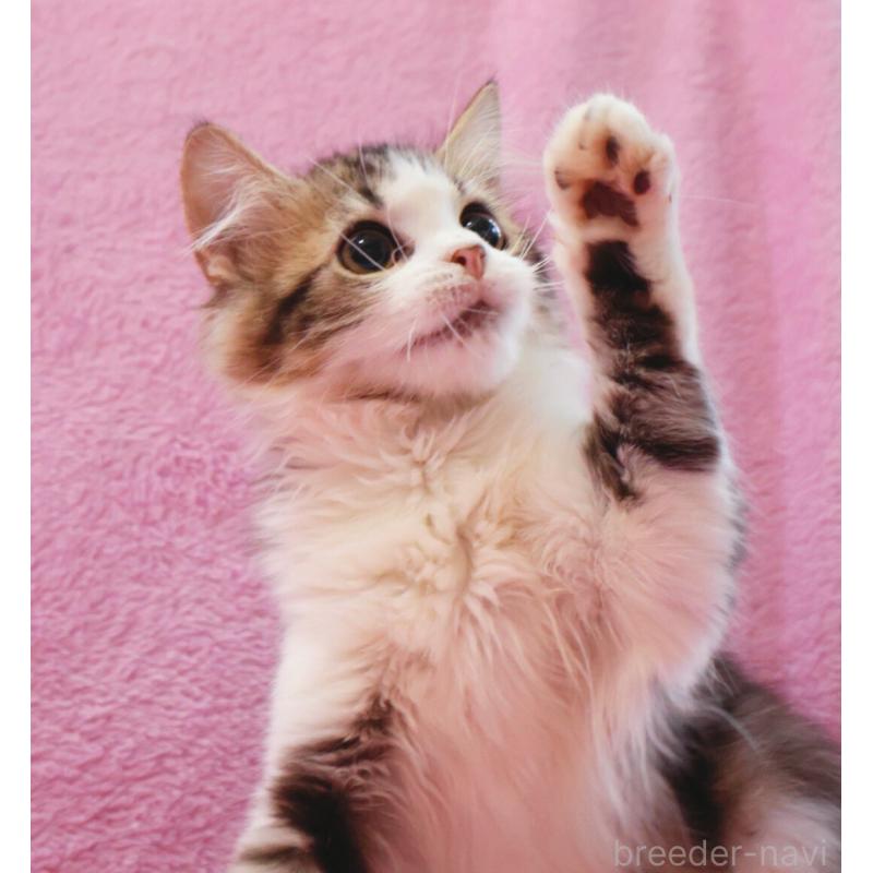 販売中の神奈川県のサイベリアン-128769の4枚目