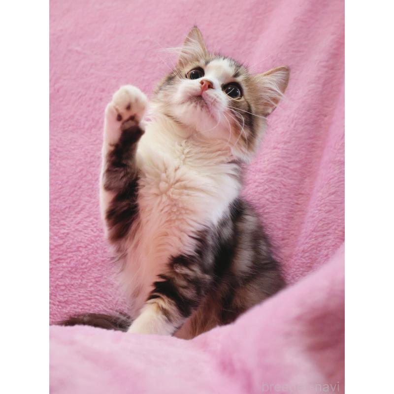 販売中の神奈川県のサイベリアン-128769の2枚目