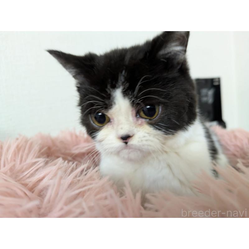 販売中の大阪府のエキゾチックショートヘア-121906の2枚目