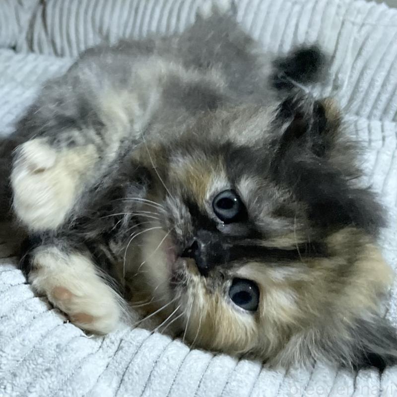 販売中の愛知県のミヌエット-130132