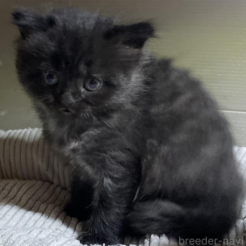 販売中の愛知県のミヌエット-130136