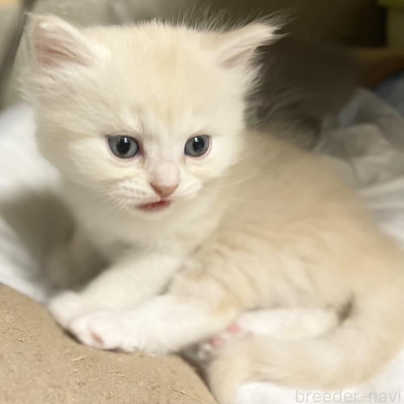 販売中の愛知県のミヌエット-130140