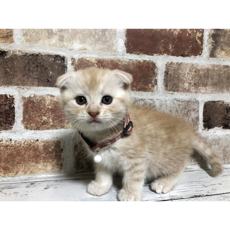 販売中の千葉県のスコティッシュフォールド(折れ耳)-130720の2枚目