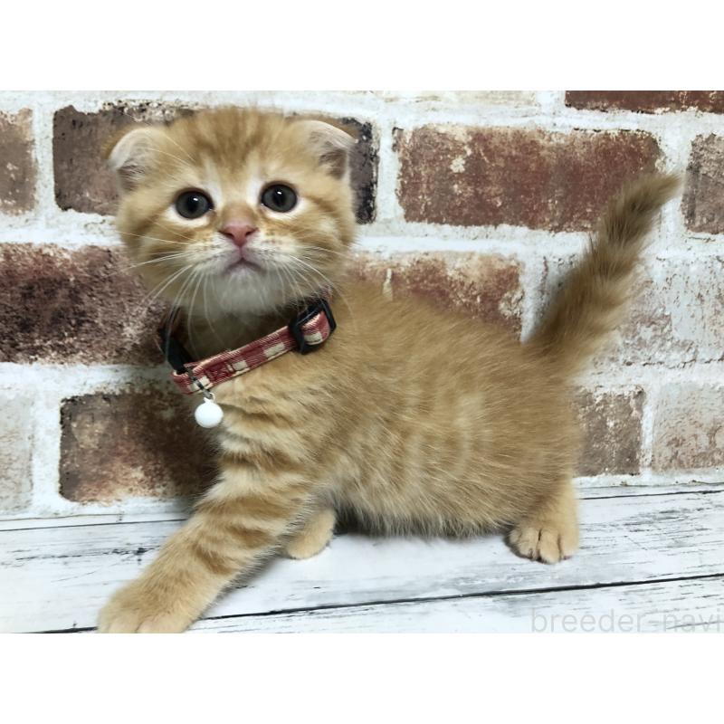 成約済の千葉県のスコティッシュフォールド(折れ耳)-130718の3枚目