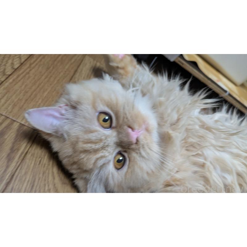 販売中の大阪府のミヌエット-120053