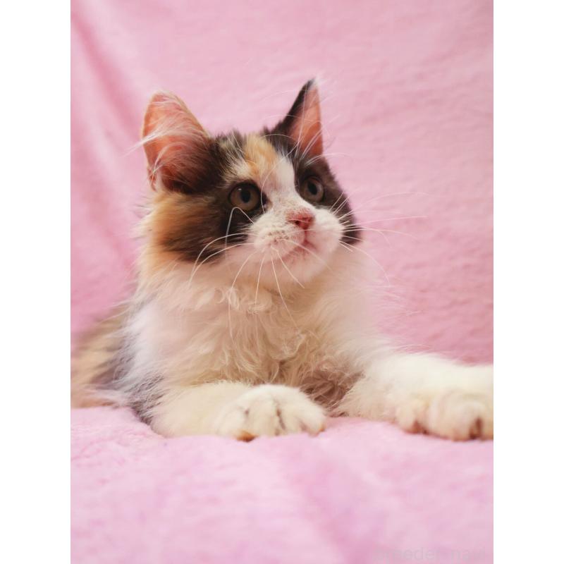 販売中の神奈川県のサイベリアン-128770の8枚目