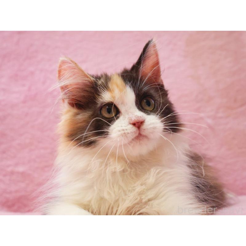 販売中の神奈川県のサイベリアン-128770の7枚目