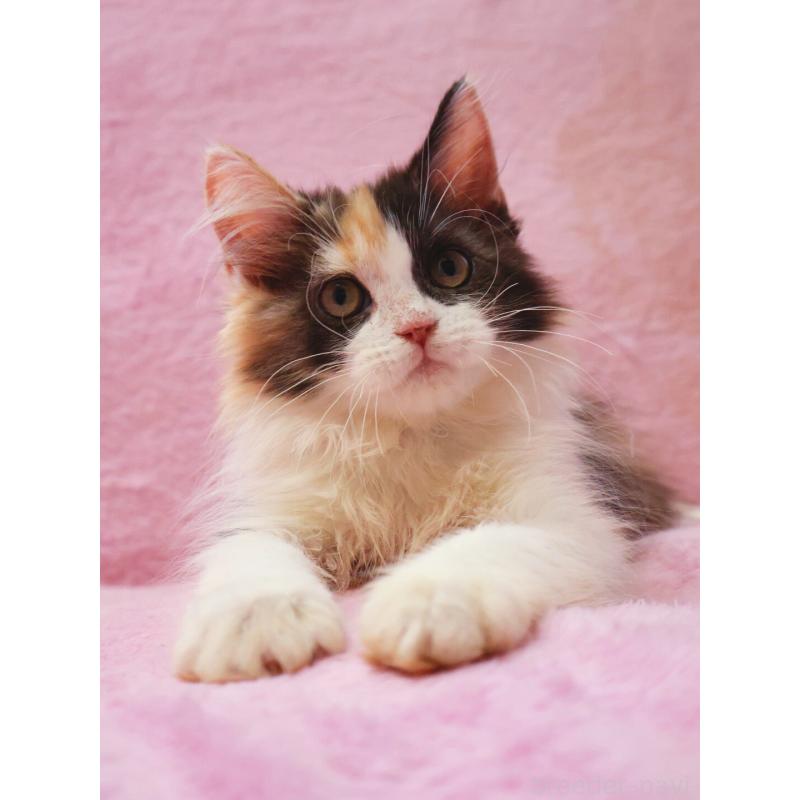 販売中の神奈川県のサイベリアン-128770の6枚目