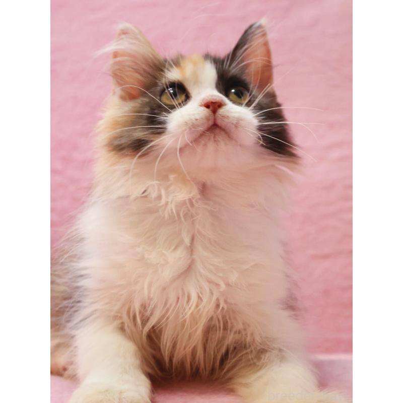 販売中の神奈川県のサイベリアン-128770の5枚目