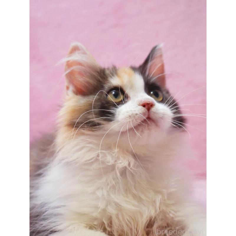 販売中の神奈川県のサイベリアン-128770の4枚目