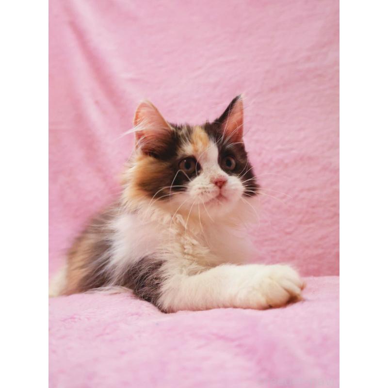 販売中の神奈川県のサイベリアン-128770の2枚目