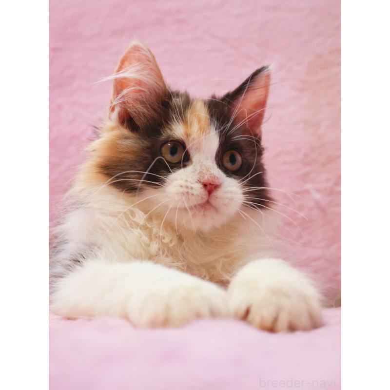 販売中の神奈川県のサイベリアン-128770の3枚目