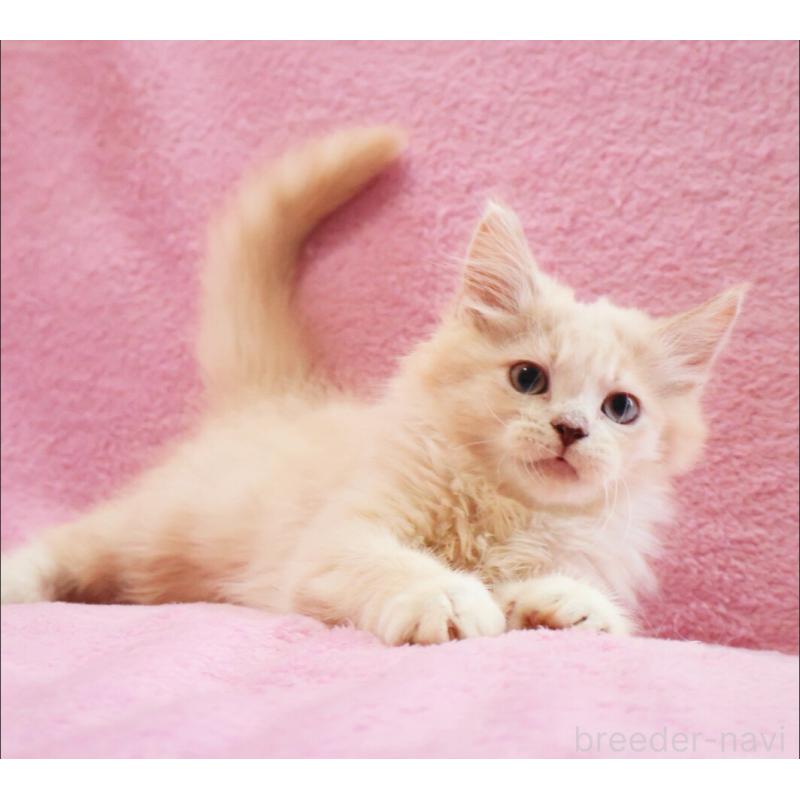 販売中の神奈川県のサイベリアン-128773の10枚目