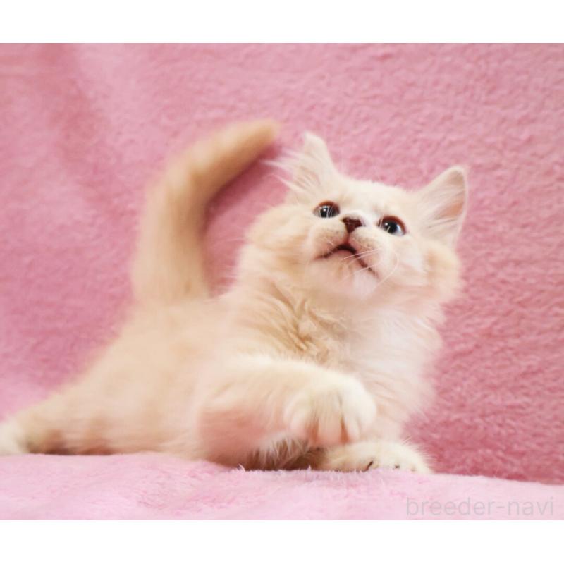 販売中の神奈川県のサイベリアン-128773の9枚目