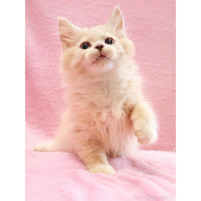 販売中の神奈川県のサイベリアン-128773の8枚目