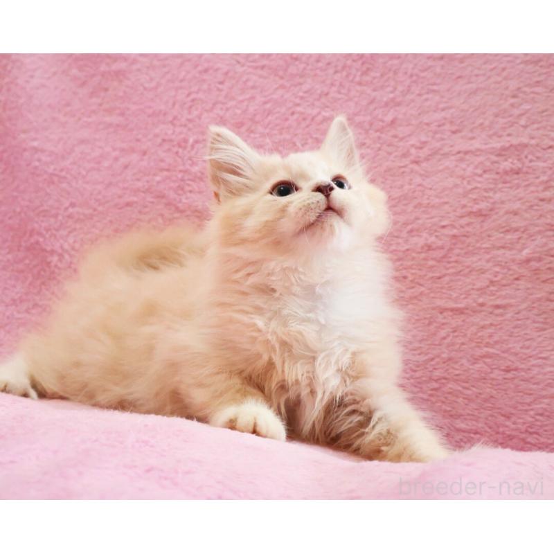 販売中の神奈川県のサイベリアン-128773の7枚目